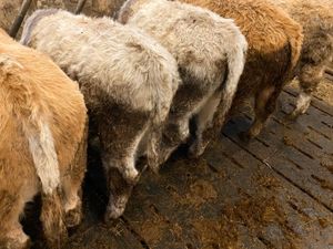 8 Smashing Bulls - Image 4