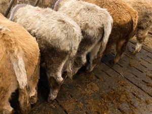 Smashing Bull Weanlings - Image 4