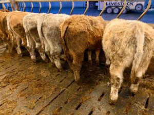 Smashing Bull Weanlings - Image 2