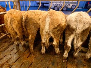Smashing Bull Weanlings - Image 2