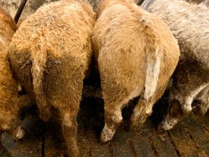 Smashing Bull Weanlings - Image 4