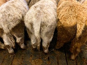 Smashing Bull Weanlings - Image 3