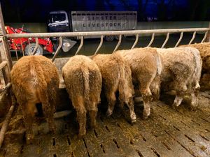 6 Super Bullocks - Image 4