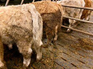 6 Super Bullocks - Image 3