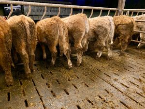 6 Super Bullocks - Image 2