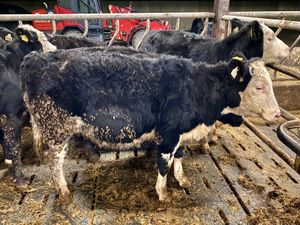 5 Hereford Heifers Top Quality Stock - Image 2