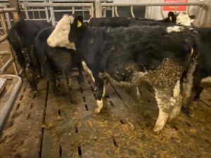 5 Hereford Heifers Top Quality Stock - Image 4