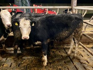 5 Hereford Heifers Top Quality Stock - Image 3