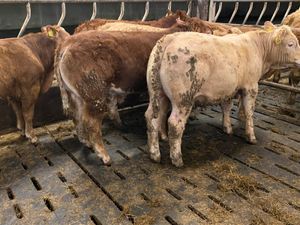 6 Super Bullocks U Grading - Image 4
