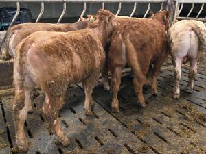 6 Super Bullocks U Grading - Image 3
