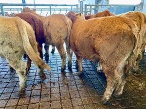 💥9/2/25💥 8 Smashing Bullocks - Image 3