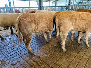 💥9/2/25💥 8 Smashing Bullocks - Image 2