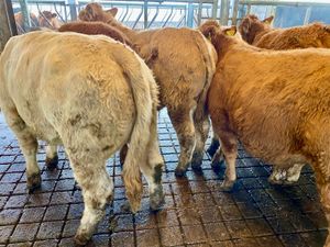 💥9/2/25💥 8 Smashing Bullocks - Image 4