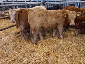 💥9/2/25 💥 Smashing Bullocks Fresh IN - Image 2
