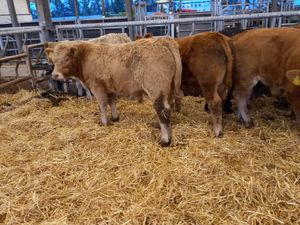 💥9/2/25 💥 Smashing Bullocks Fresh IN - Image 4