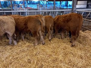 💥9/2/25 💥 Smashing Bullocks Fresh IN - Image 3