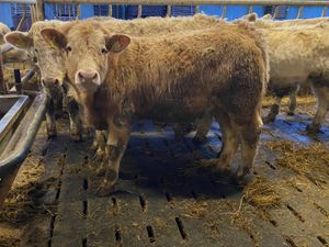 8 Empty Rags of Bullocks - Image 2