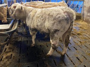 8 Empty Rags of Bullocks - Image 3