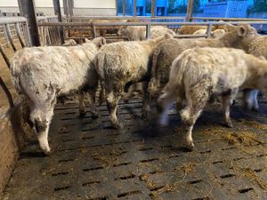 8 Empty Rags of Bullocks - Image 4