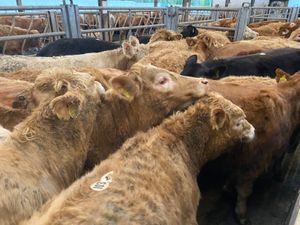 💥12/2/25💥100 Fresh - 350kg Heifers - Image 2