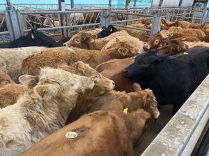 💥12/2/25💥100 Fresh - 350kg Heifers - Image 4