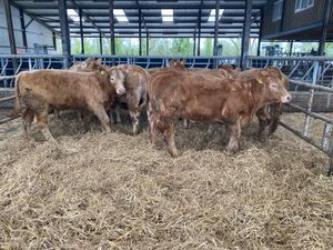31/3/25 - Mondays Heifers - Image 4
