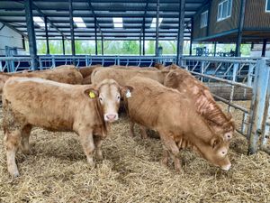 31/3/25 - Mondays Heifers - Image 3