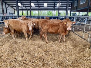 31/3/25 - Mondays Heifers - Image 2