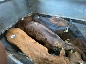 💥20/5/25💥 Reared Calves - Image 3