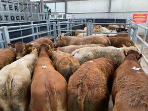 💥20/5/25💥 Champion Bullocks & Heifers - Image 3