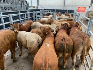 💥20/5/25💥 Champion Bullocks & Heifers - Image 2