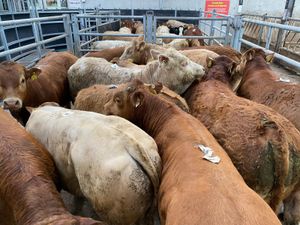 💥20/5/25💥 Champion Bullocks & Heifers - Image 4