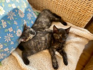 2 Champion Kittens - Image 2