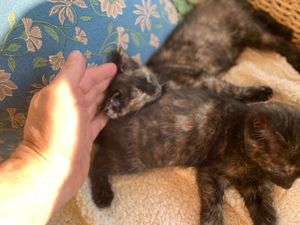 2 Champion Kittens - Image 3