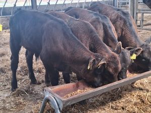 Runner Bulls - Image 2