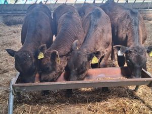 Runner Bulls - Image 3
