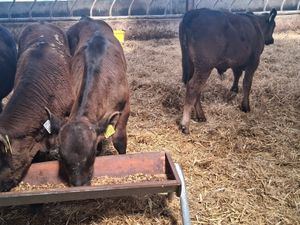 Runner Bulls - Image 4