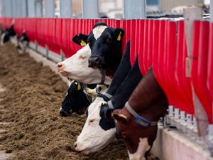 Evolve Feed Rail Barrier Fence EASYFIX - Image 4