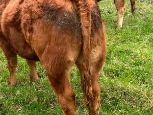 500kg Super Bullocks - Image 2