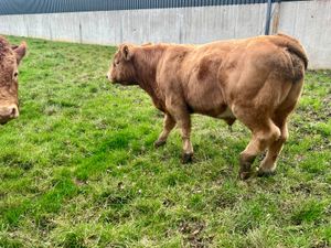 500kg Super Bullocks - Image 4
