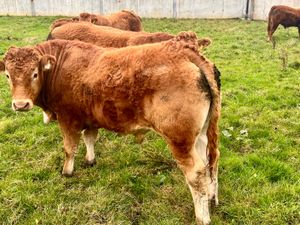 500kg Super Bullocks - Image 3