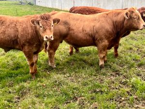 500kg Super Bullocks Leinster Livestock - Image 3
