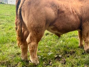 500kg Super Bullocks Leinster Livestock - Image 4