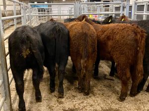 Suckler Angus Heifers Leinster Livestock - Image 2