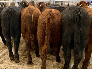 Suckler Angus Heifers Leinster Livestock - Image 3