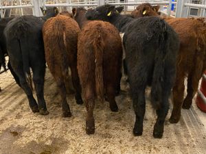 Suckler Angus Heifers Leinster Livestock - Image 4