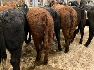 Suckler Angus Heifers Leinster Livestock - Image 2