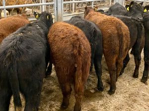 Suckler Angus Heifers Leinster Livestock - Image 3