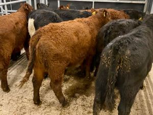 Suckler Angus Heifers Leinster Livestock - Image 2