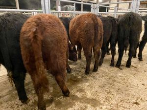 Suckler Angus Heifers Leinster Livestock - Image 4